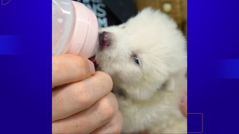 desextincion del lobo gigante: la mirada y el debate tecnologico y etico de cientificos uruguayos