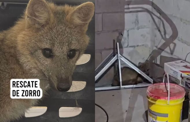 rescate-zorro-alternatus