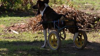 organizacion que rehabilita animales alerta por estafas: se hacen pasar por ellos y desvian donaciones a otras cuentas