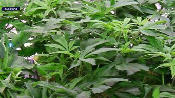 delincuentes robaron unos 70 kilos de marihuana pronta para distribuir en farmacias de planta en san jose