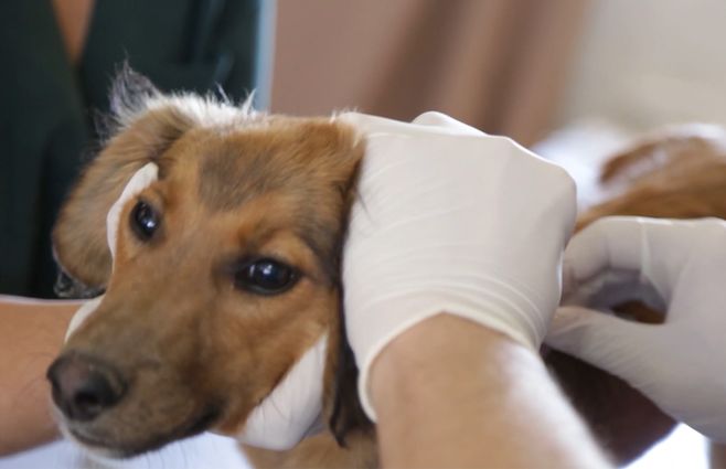 perro-chip-inba-bienestar-animal.jpg