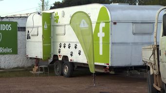 atencion veterinaria gratis: asi funciona el servicio que sumo el municipio f a las castraciones semanales