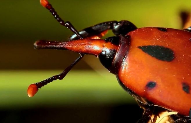 picudo-rojo-especie-exotica.jpg