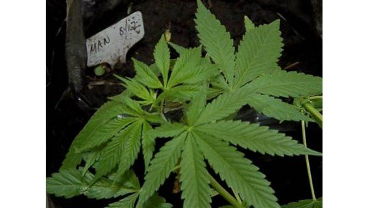 Esperan votar legalización de la marihuana a mitad de 2013