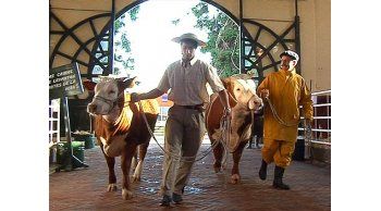 Así trabajan los peones con los animales en la Expo Prado