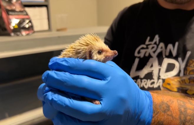 erizo-encontrado-alternatus