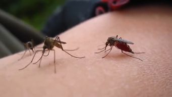 Primera invasión de mosquitos en Montevideo.