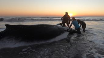 rescatistas lograron salvar a dos ballenas varadas en la costa de argentina