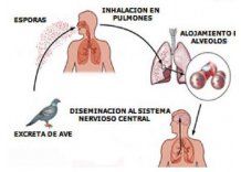 Alerta por casos de enfermedad respiratoria causada por loros