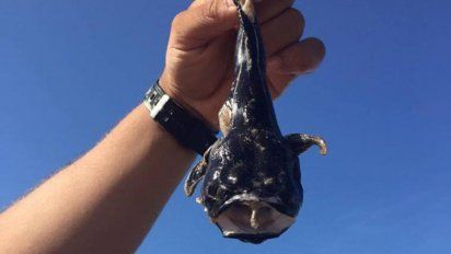 mas de 50 consultas en una semana por pisar al pez sapo en la playa