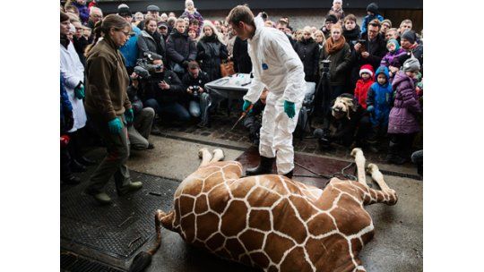 Conmoción mundial por sacrificio de jirafa bebé sana