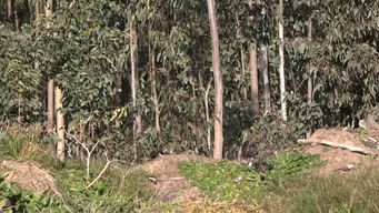 encontraron un cuerpo en estado esqueletico en un campo de soca; buscan identificarlo