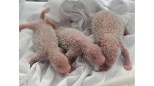Nacieron los primeros pandas trillizos en China