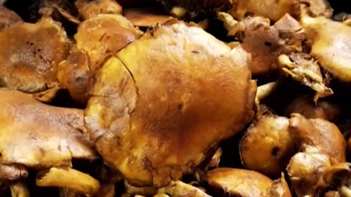 MSP advierte por riesgos al consumir hongos silvestres tóxicos para la salud: conocé los detalles