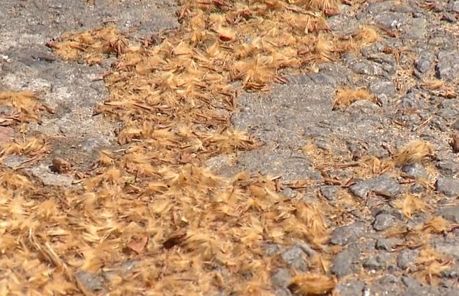 plátanos-montevideo-primavera