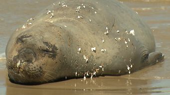aparecio un elefante marino de 700 kilos en playa del buceo y guardavidas recomiendan no acercarse