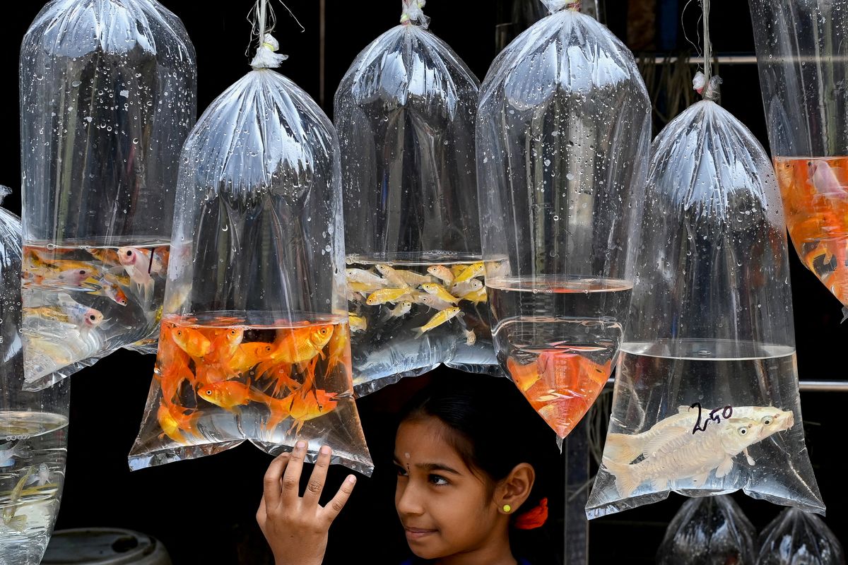 Una niña mira pecesornamentales exhibidos en una tienda de mascotas en Chennai, India.&nbsp;&nbsp;