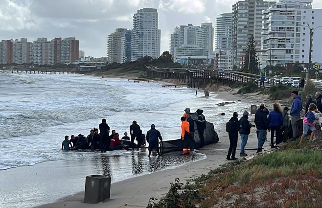 orca-punta-del-este-lunes