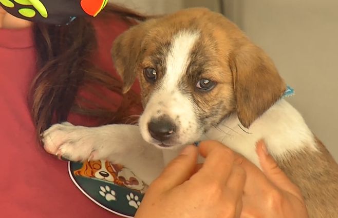 perros-adopción-jornada-