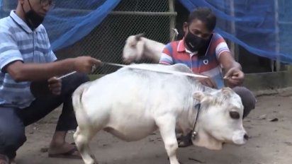 una vaca enana se convirtio en una atraccion turistica en bangladesh