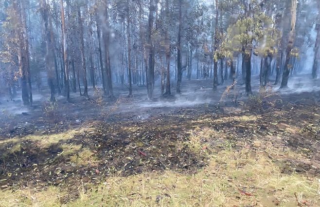 incendio-forestal-fortin-santa-rosa-ministerio-del-interior-foto.jpg