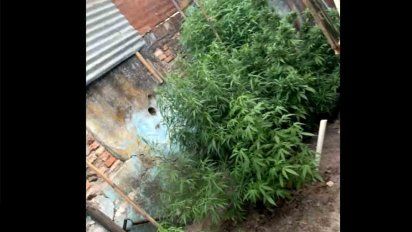 incautaron 42 plantas de marihuana en el interior de una vivienda en rio branco