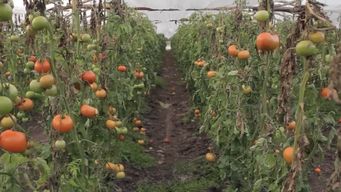 mattos dijo que precios de productos de la granja estan bajando sistematicamente