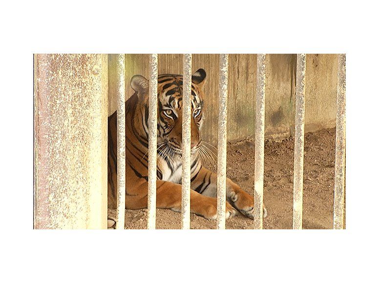 Animales del zoo de Villa Dolores tienen “problemas de soledad”