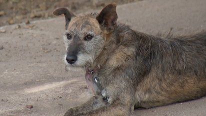 msp en alerta por caso mortal de rabia en argentina