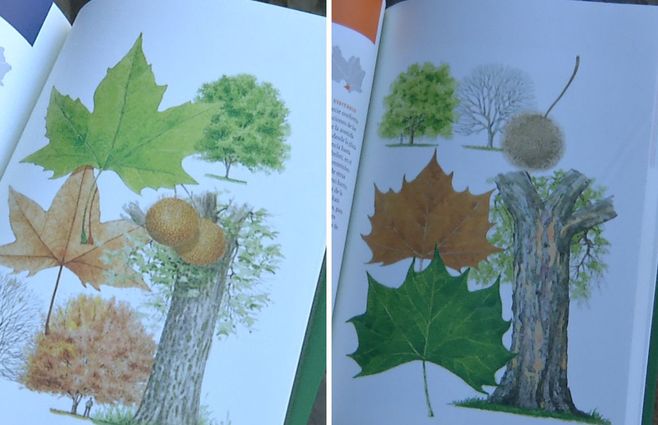 A la izquierda, la ilustración de un plátano tradicional. A la derecha, la variedad americana que se utiliza para suplantar a los anteriores. Fotos del libro Árboles de Montevideo, de Eloisa Figueredo con ilustraciones de Javier Lage. 
