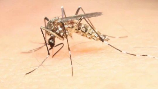 mosquito-aedes-aegypti-dengue-zika-chikungunya.jpg