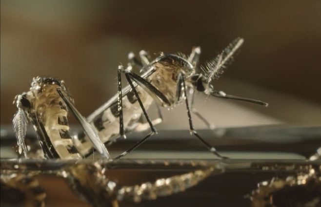 Mosquitos-agua.jpg