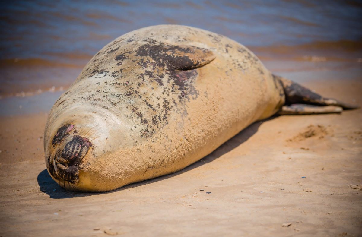 Foto cedida a Subrayado. Elefanta marina en Costa Azul, Canelones. Foto cedida a Subrayado. Elefanta marina en Costa Azul, Canelones.