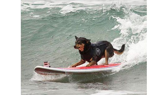 Perros surfistas tienen su concurso en Estados Unidos