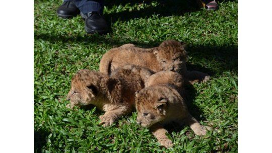 Los leoncitos de Salto siguen buscando nombre
