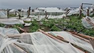 Ministerio de Ganadería negocia con Economía asistencia a productores de Salto afectados por el temporal