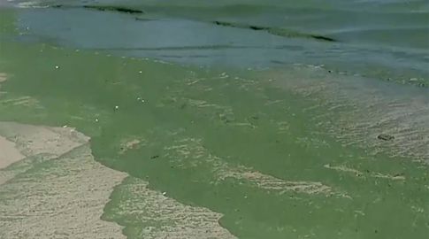 Detectan cianobacterias en Laguna del Sauce; las recomendaciones de OSE