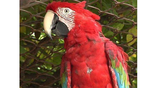 Guacamayo robado del Zoo fue recuperado por la Policía