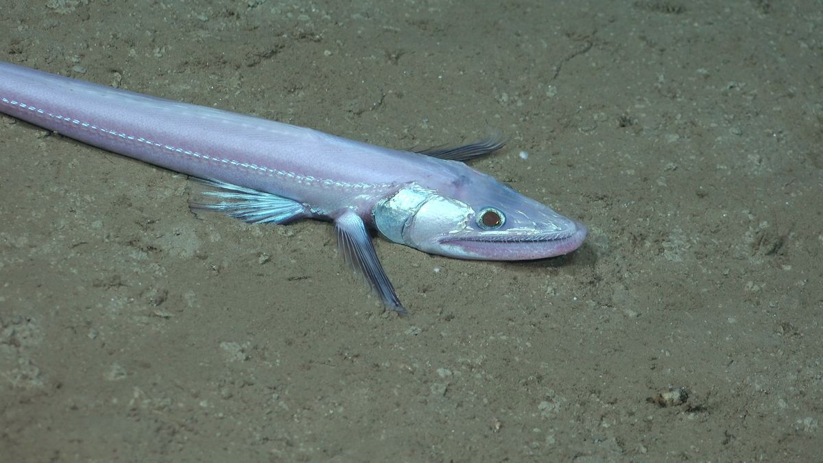 Bathysaurus. Fuente: Schmidt Ocean Institute