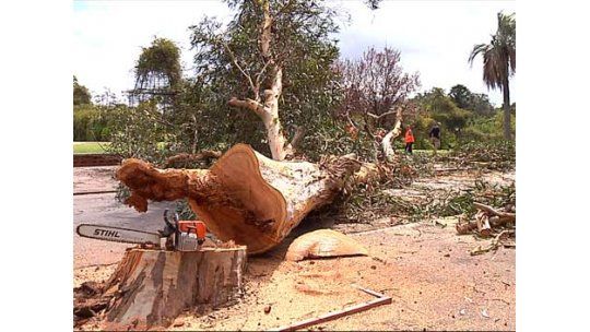 La IM pagó $15.616 por cada árbol que taló en el Prado