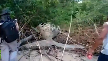 el extrano caso de la ballena que aparecio en la selva del amazonas, cerca de la costa