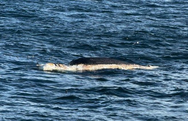 ballena-muerta-ruta-barco-prospeccion