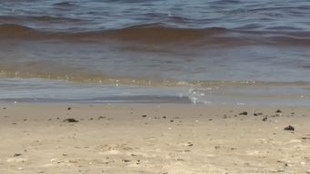 agua marron en punta del este: intendencia explico que el fenomeno obedece a las noctilucas