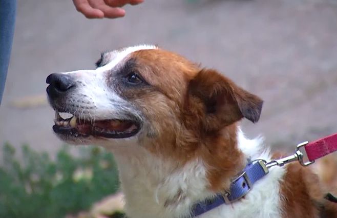 perro-mascota.jpg