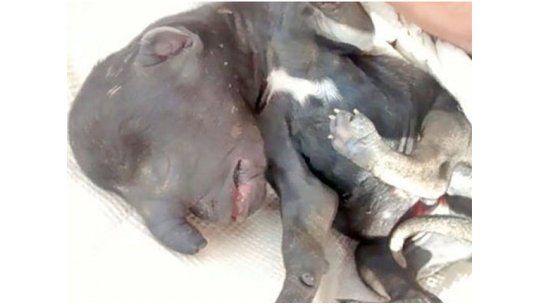 Desconcierto por un perro elefante que nació en Santiago del Estero