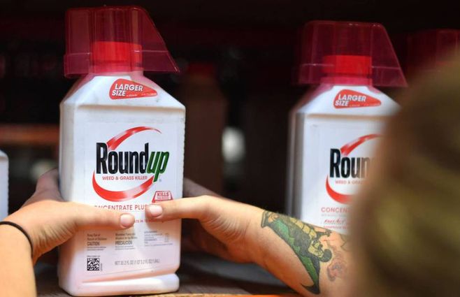 Un empleado coloca un envase de Roundup en el estante de una tienda en San Rafael, California