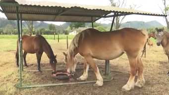 mgap tomo muestras a equinos con sospecha de encefalomielitis en 13 predios