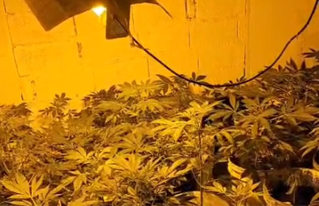 plantas-marihuana-canelones-paso-carrasco