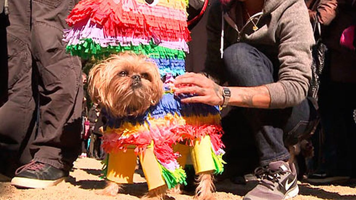 Pintoresco desfile de Halloween para perros en New York