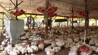 gobierno anuncio vacunacion contra la gripe aviar: seran 10 millones de vacunas